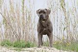 CANE CORSO 580